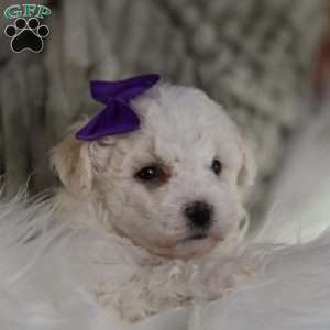 Bridget, Bichon Frise Puppy